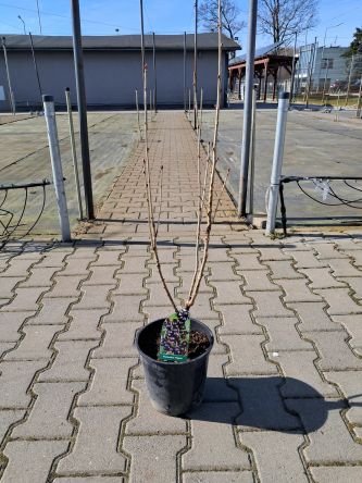 Porzeczka Czarna 'Titania' Forma Krzaczasta - C2