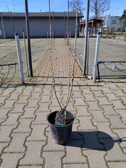 Porzeczka Czarna 'Titania' Forma Krzaczasta - C2