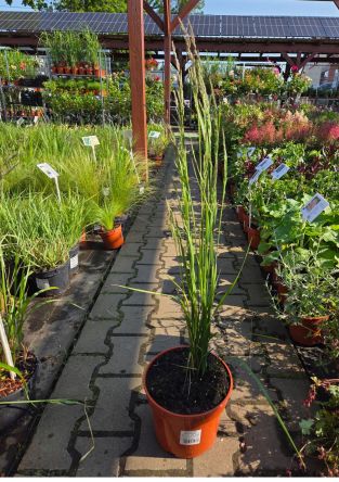 Calamagrostis Acutiflora 'Karl Foerster' - Trzcinnik Ostrokwiatowy - C5