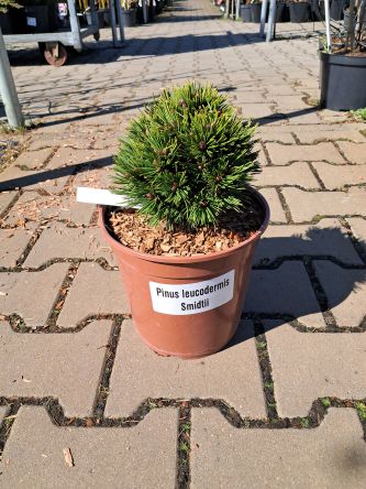 Pinus Leucodermis 'Smidtii' - Sosna Bośniacka - C5