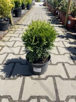 Thuja Occidentalis 'Danica' - Żywotnik Zachodni - C2,5