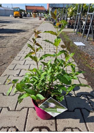 Cephalanthus Occidentalis ‘Shugar Shack’ – Guzikowiec Zachodni – C4