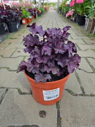 Heuchera 'Forever Purple' - Żurawka - C1,5