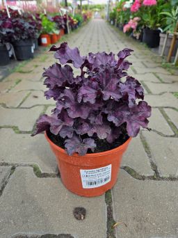 Heuchera 'Forever Purple' - Żurawka - C1,5