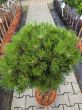 Pinus Nigra 'Bayo' - Sosna Czarna - Forma Pienna 90cm - C10 - 2