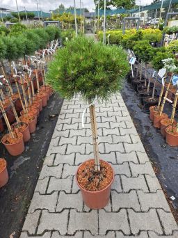 Pinus Nigra 'Bayo' - Sosna Czarna - Forma Pienna 90cm - C10