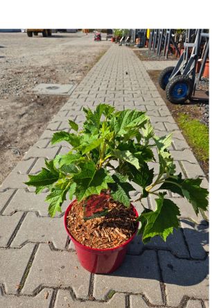 Hydrangea Quercifolia ‘Ruby Slippers’ – Hortensja Dębolistna – C4