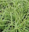 Carex morowii 'Vanilla Ice' - Turzyca Morrowa C3 - 2