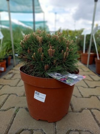 Pinus Nigra 'Marie Bregeon' - Sosna Czarna - C10