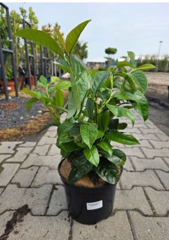 Prunus Laurocerasus ‘Copperbell’ – Laurowiśnia Wschodnia – C5