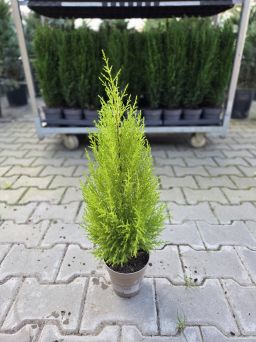Cupressus Goldcrest 'Wilma' - Cyprysik Goldcrest - P14