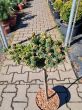 Picea Rubens ‘Grandfather’ – Świerk Czerwony – Forma Pienna 60/70cm – C4,5 - 2