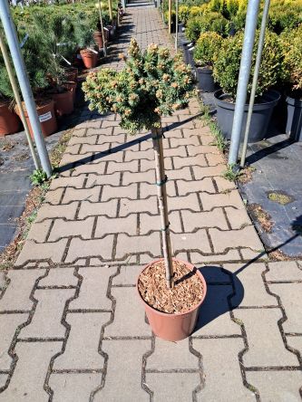 Picea Rubens ‘Grandfather’ – Świerk Czerwony – Forma Pienna 60/70cm – C4,5