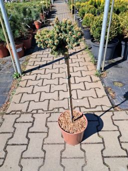 Picea Rubens ‘Grandfather’ – Świerk Czerwony – Forma Pienna 60/70cm – C4,5