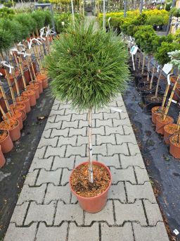 Pinus Mugo 'Varella' - Sosna Górska - Forma Pienna 90cm - C5