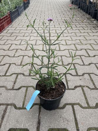 Verbena Bonariensis 'Lollipop' - Werbena Patagońska - C2