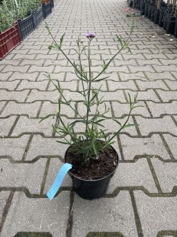 Verbena Bonariensis 'Lollipop' - Werbena Patagońska - C2