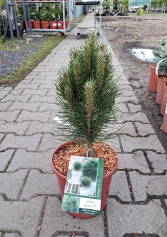 Pinus Nigra Cabanensis 'Nana' - Sosna Czarna - C5