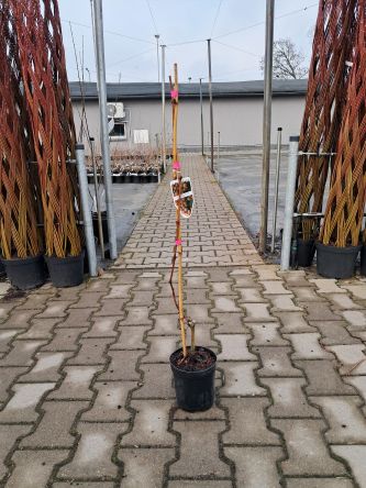 Winogrono 'Einset' - Vitis - C2/C3