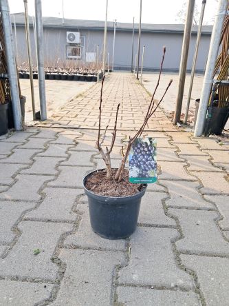 Aronia Czarna 'Nero' - Aronia Melanocarpa - C2