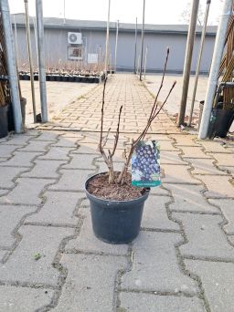 Aronia Czarna 'Nero' - Aronia Melanocarpa - C2
