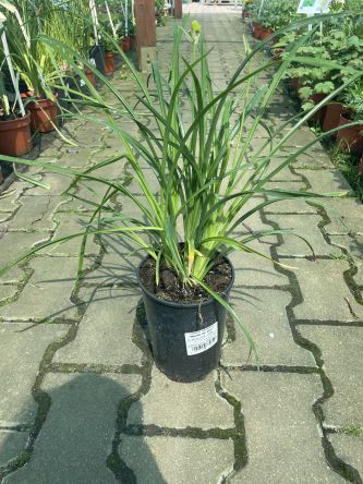 Hemerocallis 'Stella de Oro' - Liliowiec - C3