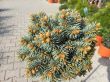 Picea Pungens 'Tokarz' - Świerk Kłujący - C5 - Forma Pienna 70CM - 3