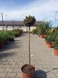 Picea Pungens 'Tokarz' - Świerk Kłujący - C5 - Forma Pienna 70CM - 2