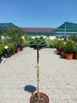 Picea Pungens 'Tokarz' - Świerk Kłujący - C5 - Forma Pienna 70CM