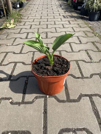 Hosta 'Kingsize' - Funkia - C2