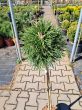 Pinus Mugo 'Benjamin' - Sosna Górska – Forma Pienna 80cm - C5 - 2