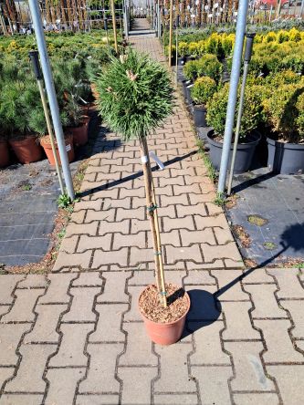 Pinus Mugo 'Benjamin' - Sosna Górska – Forma Pienna 80cm - C5