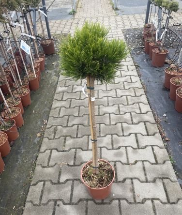 Pinus Leucodermis 'Smidtii' - Sosna Bośniacka - C5 - Forma Pienna 60cm