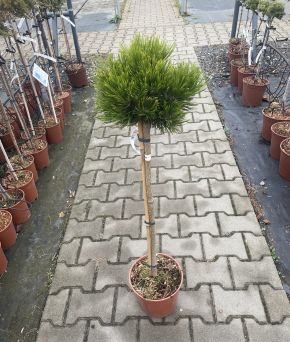 Pinus Leucodermis 'Smidtii' - Sosna Bośniacka - C5 - Forma Pienna 60cm