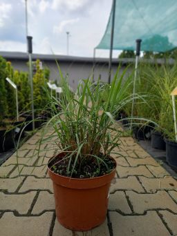Miscanthus Siensis 'Kaskade' - Miskant Chiński - C3