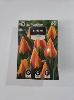 VG - TULIPAN MISKODEED