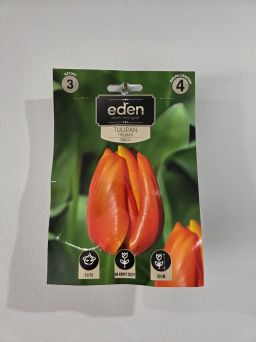 VG - TULIPAN TRIPLE