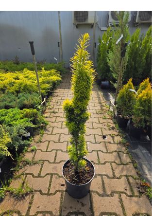 Taxus Baccata ‘David’ – Cis Pospolity – C5