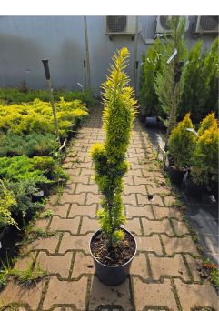 Taxus Baccata ‘David’ – Cis Pospolity – C5