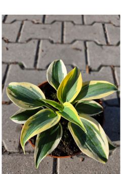 Hosta 'Frost' - Funkia - C2