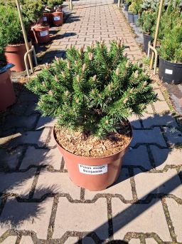 Pinus Mugo 'Benjamin' - Sosna Górska – C10