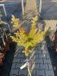 Larix Decidua 'Blue Ball' - Modrzew Europejski - Forma Pienna 80/100cm - 2