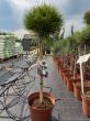 Pinus Nigra 'Marie Bregeon' - Sosna Czarna -  Forma Pienna 80/100CM - C5 - 2