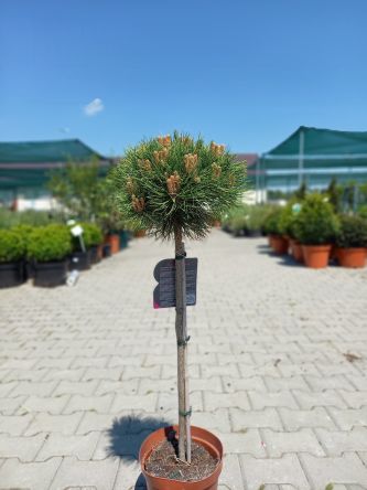 Pinus Nigra 'Marie Bregeon' - Sosna Czarna -  Forma Pienna 80/100CM - C5