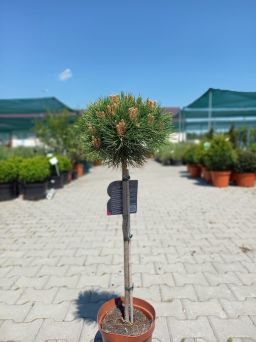 Pinus Nigra 'Marie Bregeon' - Sosna Czarna -  Forma Pienna 80/100CM - C5