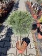 Pinus Strobus 'Lany' - Sosna Wejmutka - Forma Pienna 70CM - C4,5 - 2