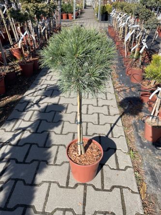 Pinus Strobus 'Lany' - Sosna Wejmutka - Forma Pienna 70CM - C4,5