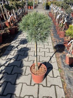 Pinus Strobus 'Lany' - Sosna Wejmutka - Forma Pienna 70CM - C4,5