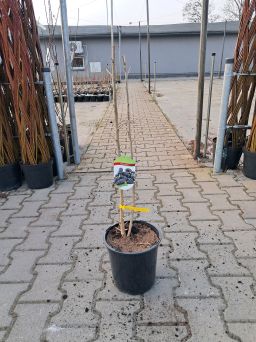 Morwa Czarna - Morus Nigra - Forma Krzaczasta - C4/C5