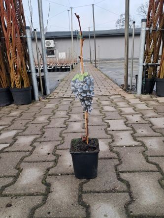 Winogrono 'Rondo' - Vitis - P9/P11